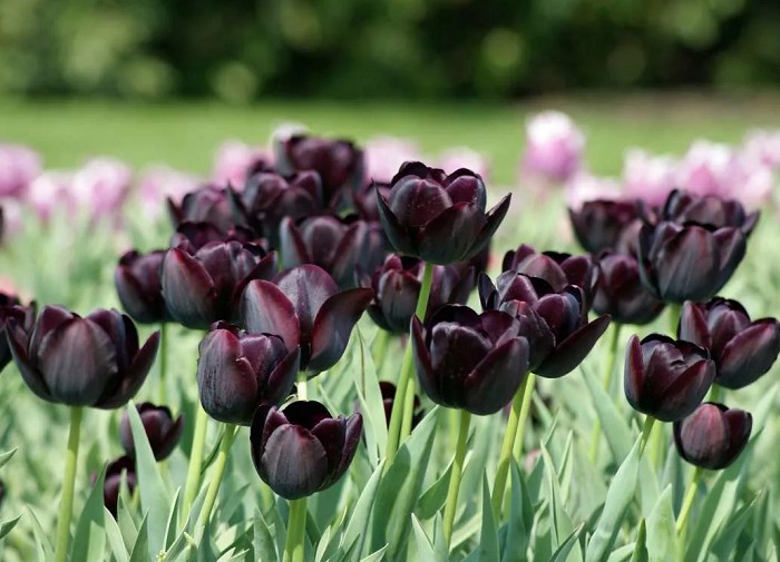 Черный тюльпан