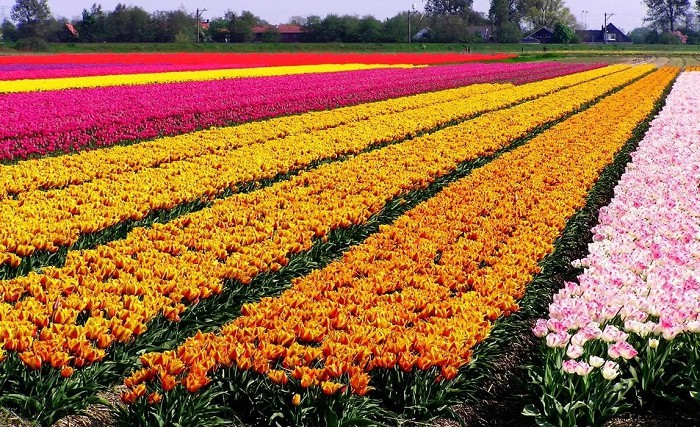 Тюльпановая плантация в современных Нидерландах
