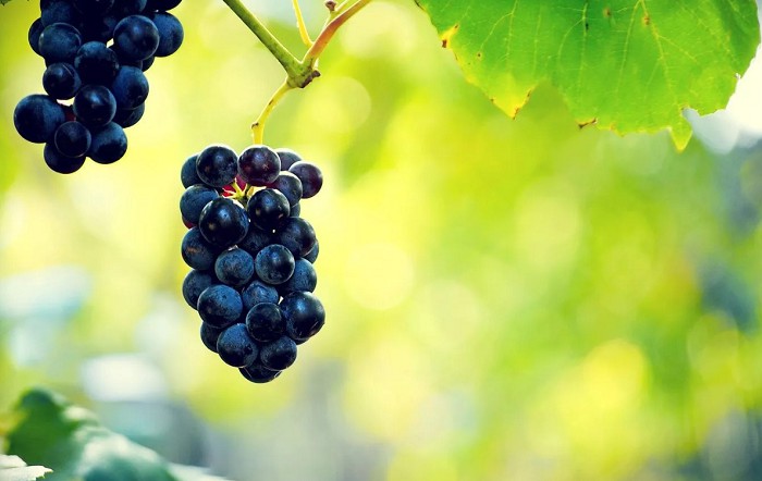 Во время климатического оптимума X—XIII вв. виноград выращивали в Англии, Шотландии и на севере Германии. В XIV в. все эти виноградники погибли