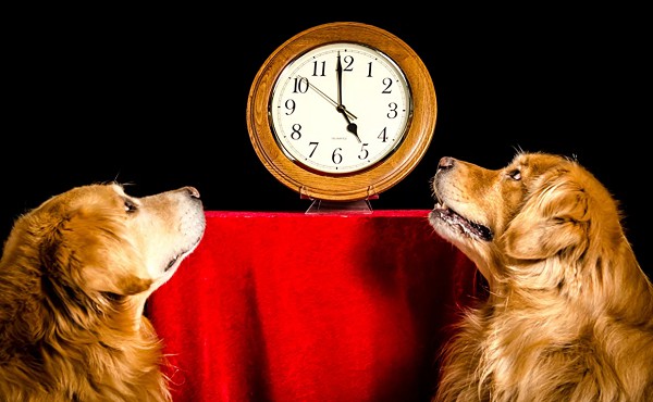 Часы для собак