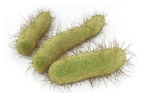 Предки современных бактерий