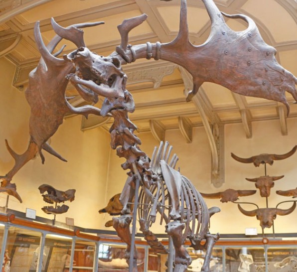 Галерея палеонтологии и сравнительной анатомии