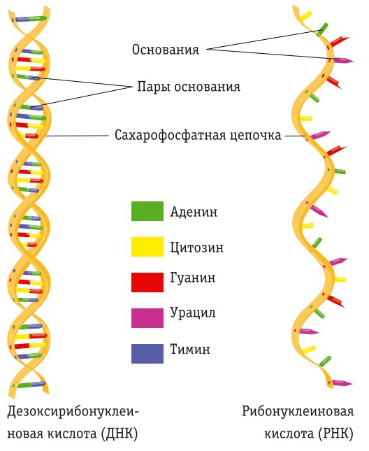 Две молекулы — ДНК и РНК