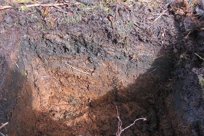 Торфяно-глеевая почва 