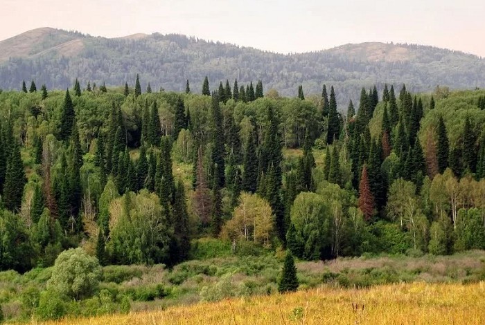 Смешанные и широколиственные леса России