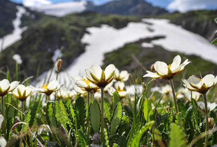 Весной склоны суровых Кавказских гор покрываются пеленой белых нежных подснежников