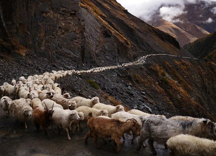 кавказские пастухи