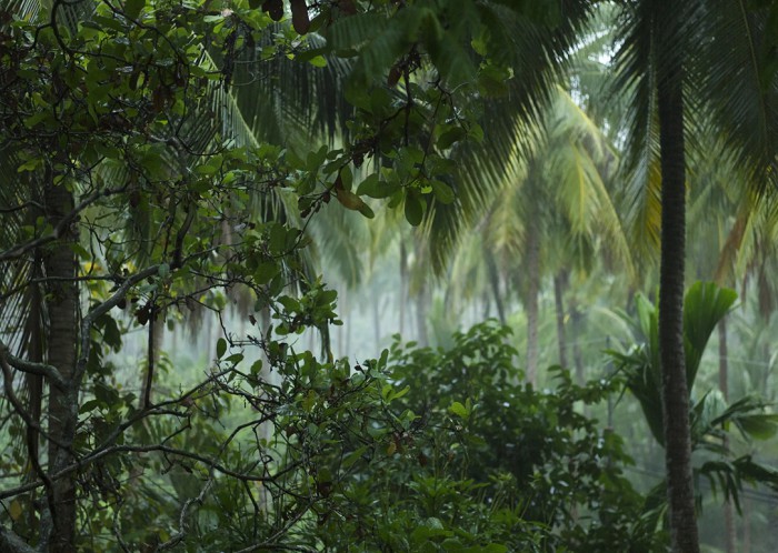 Дождевой тропический лес