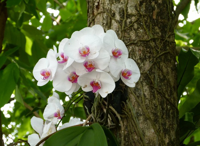 Орхидеи и лианы