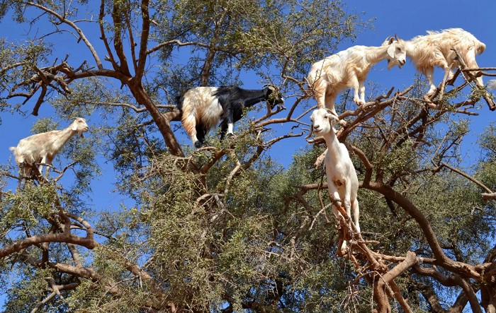 Пасущиеся на ветках дерева козы
