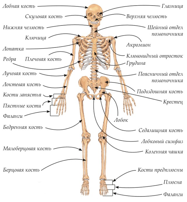 Человеческий скелет, вид спереди