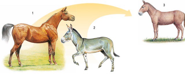 Лошадь, осел и мул