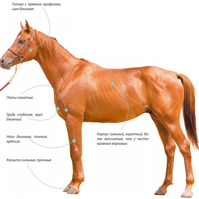 характеристика Англо-арабская лошадь