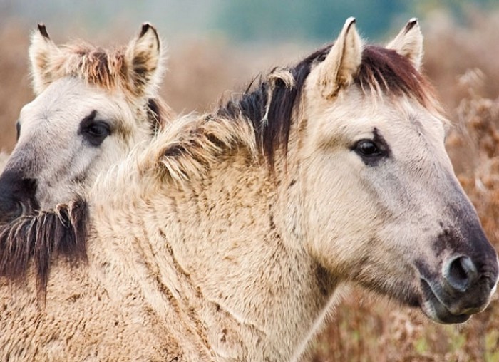 Коники—лошади
