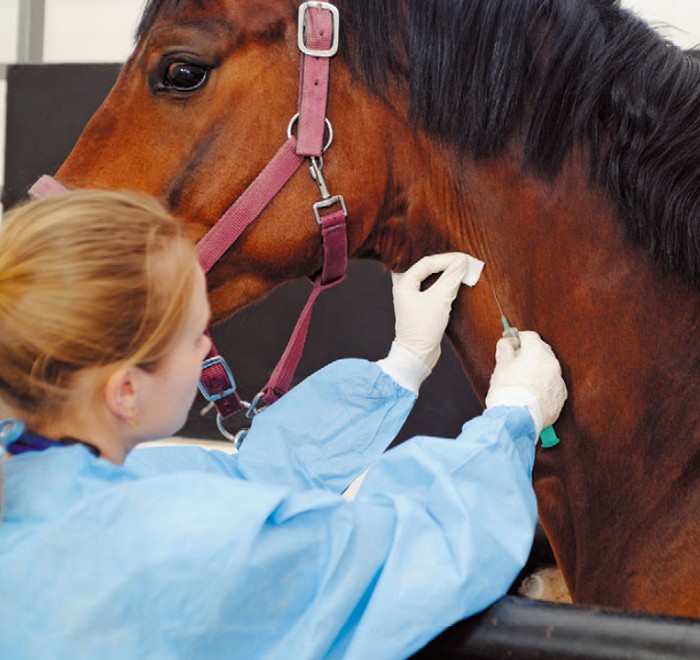вакцины лошади
