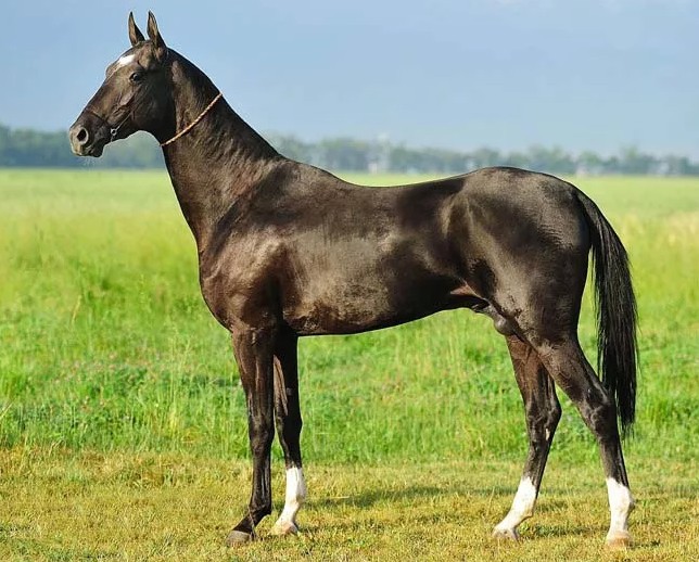 Ахалтекинская порода лошадей