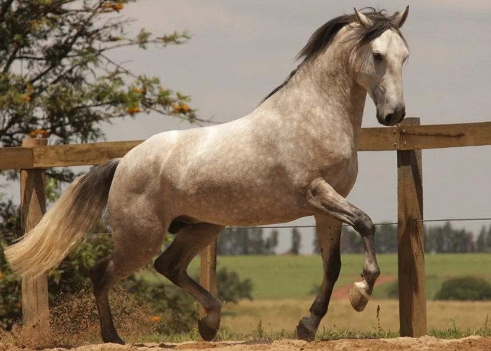Лузитанская лошадь
