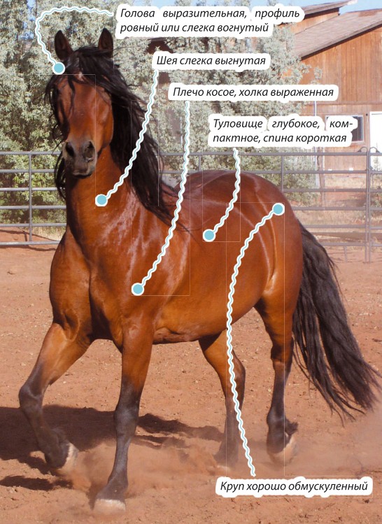 Морган лошадь, характеристика породы