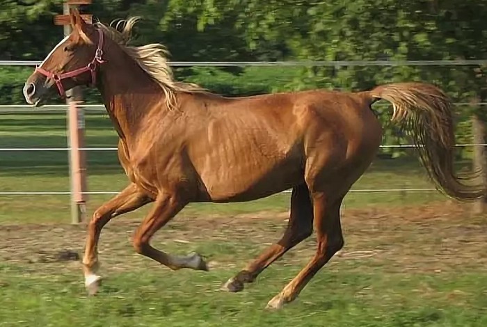 Теннессийская прогулочная лошадь