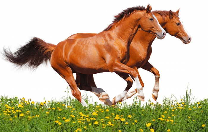 Тракененская лошадь