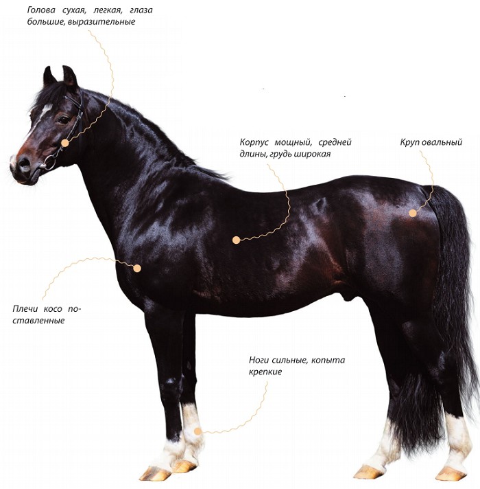 Тракененская лошадь, характеристика породы