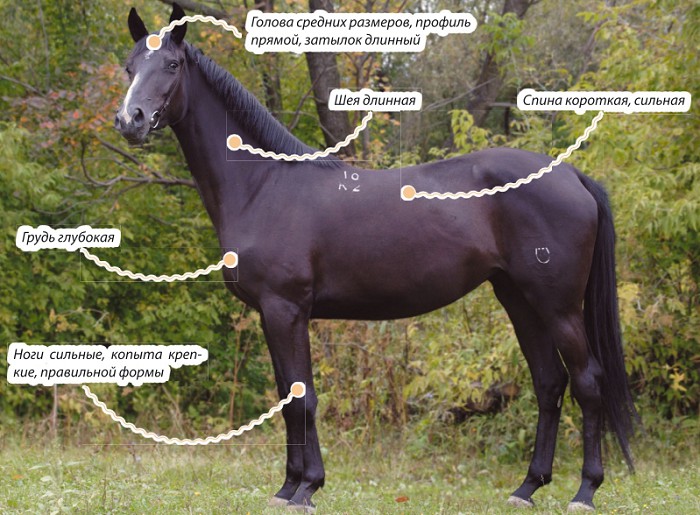 Русская верховая лошадь, характеристика породы