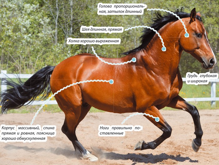 Украинская верховая лошадь. характеристика породы