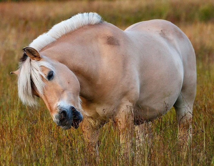 Фьордская лошадь