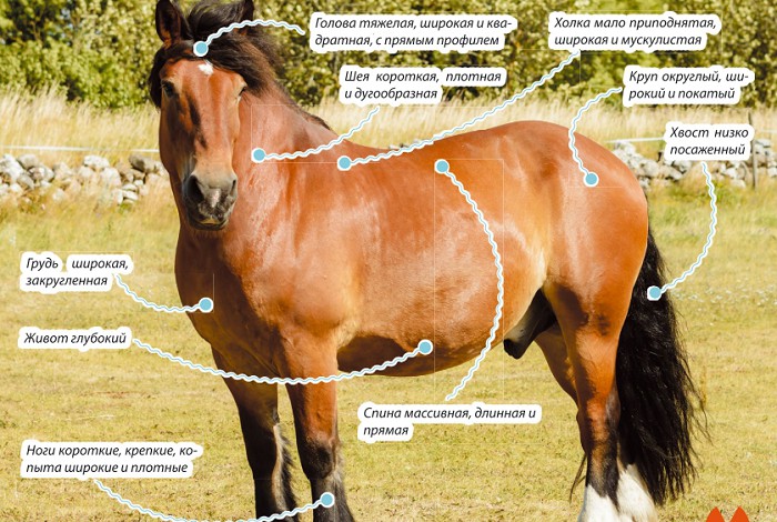 Северо-шведская лошадь, характеристика породы