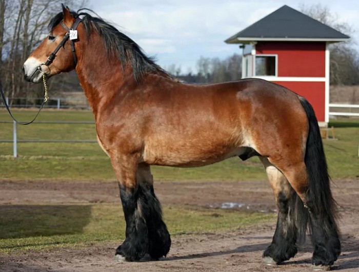 Северо-шведская лошадь
