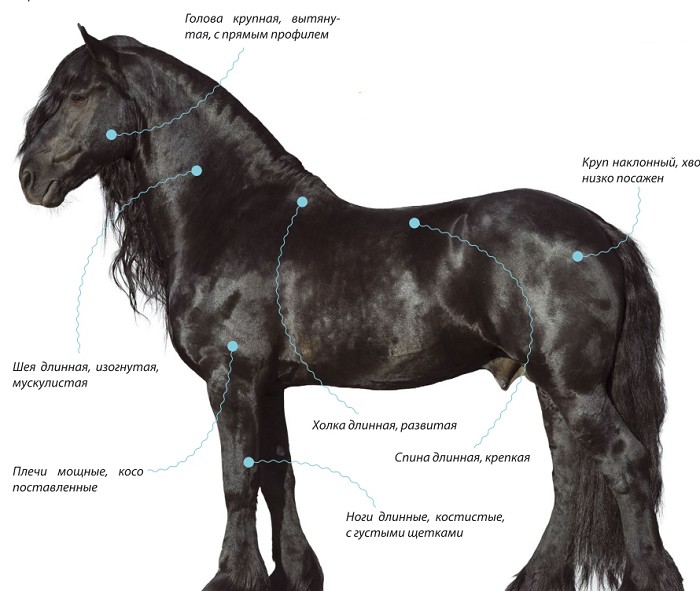 Фризская лошадь, характеристика породы