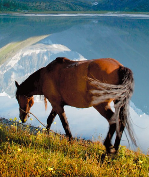 лошадь в горах
