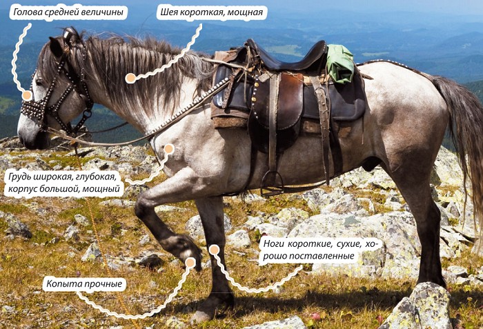 Алтайская лошадь характеристик