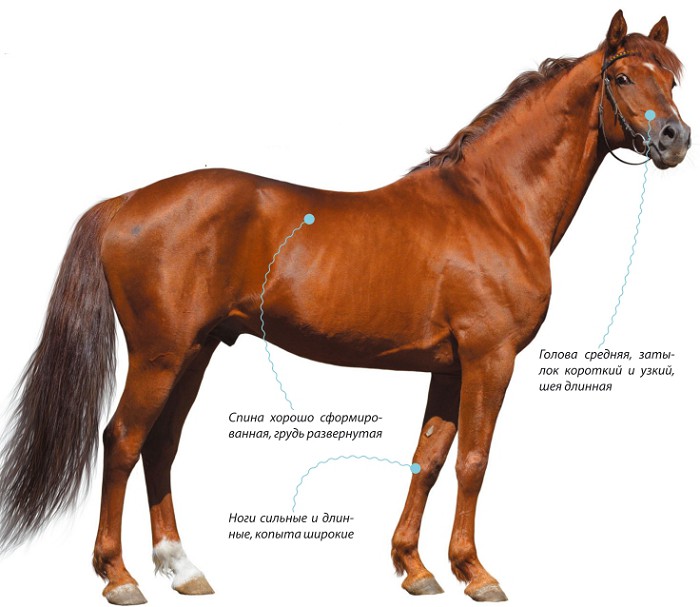 Донская лошадь характеристика породы