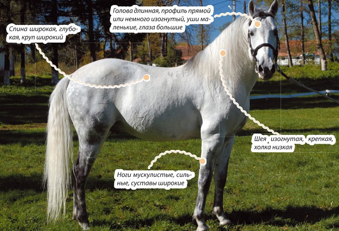 Липицианская верхово-упряжная порода лошадей. Характеристика породы