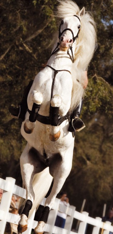 Липицианская верхово-упряжная порода лошадей