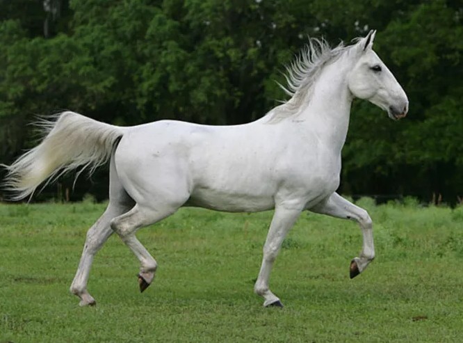Липицианская верхово-упряжная порода лошадей