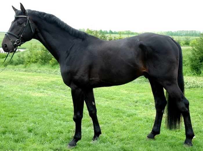 Бельгийская теплокровная лошадь