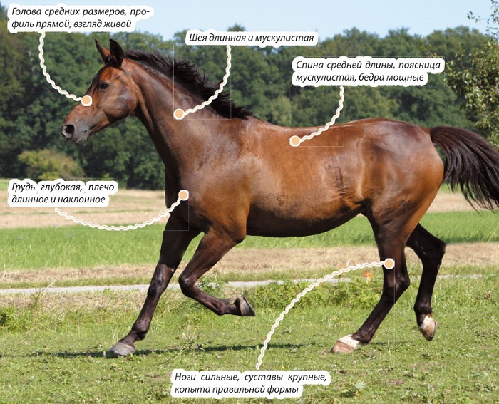 Ганноверская лошадь, характеристика породы 