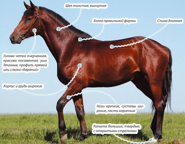 Ольденбургская лошадь, характеристика породы