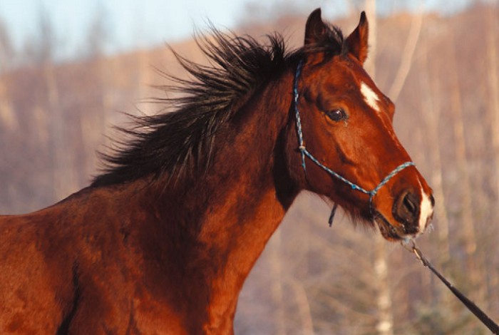 Голландская теплокровная лошадь