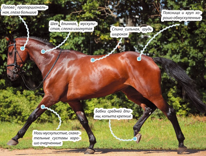 Голландская теплокровная лошадь, характеристика породы