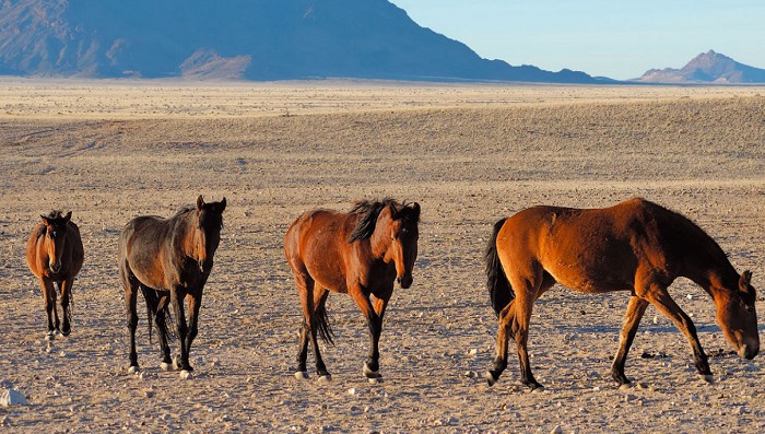 Лошади пустыни Намиб
