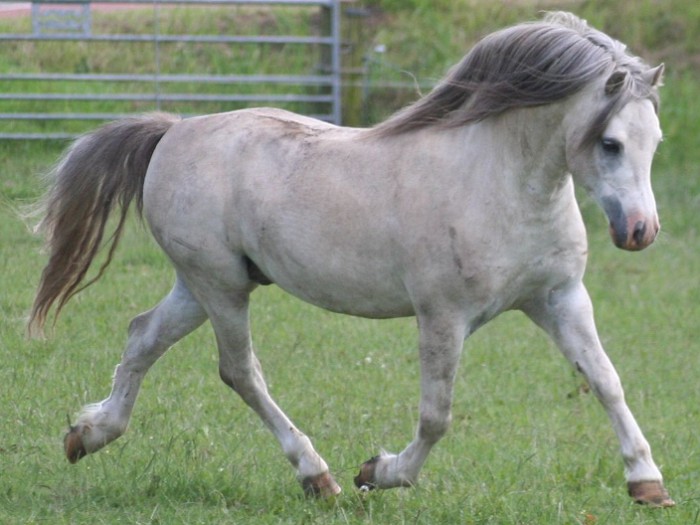 Уэльский пони