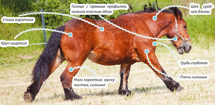 арденская лошадь, характеристика породы