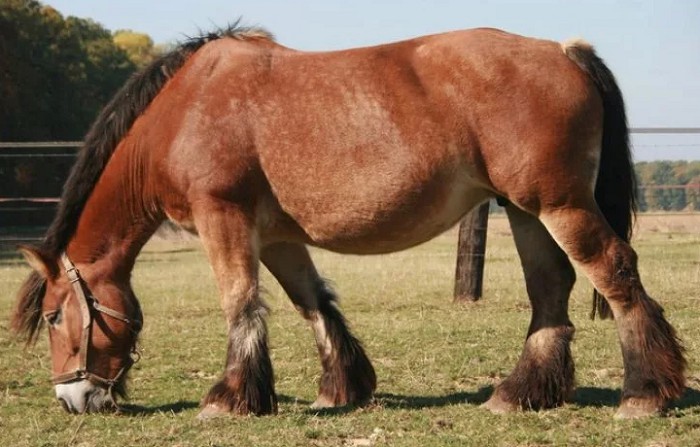 арденская лошадь