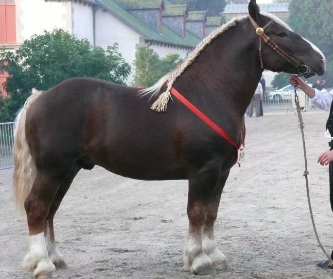 Бретонская лошадь
