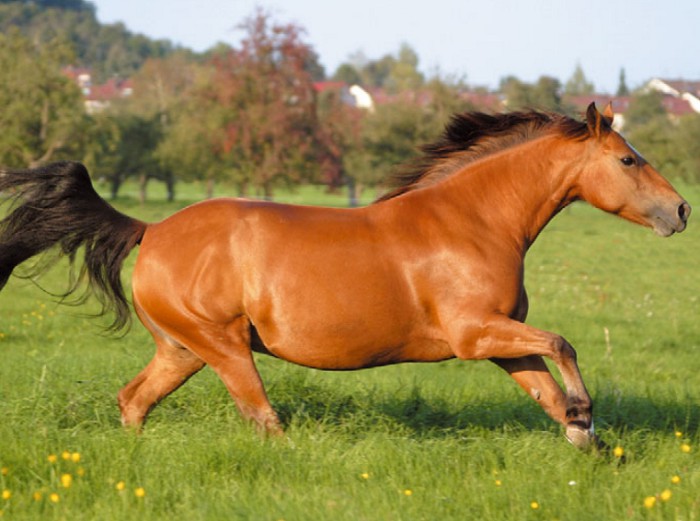 Фрайбергская лошадь