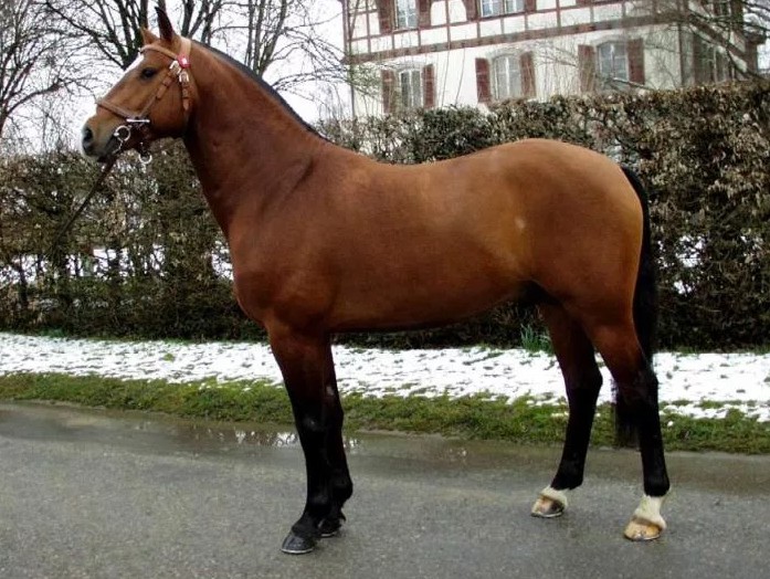 Фрайбергская лошадь