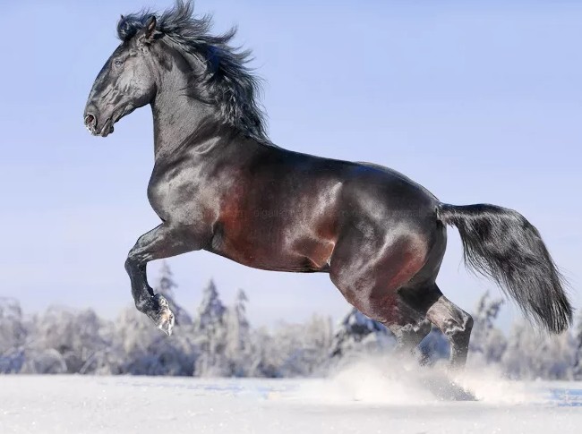 кладрубская лошадь